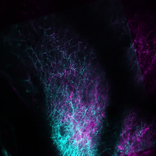 mouse-cortex-live_neurons3.jpg