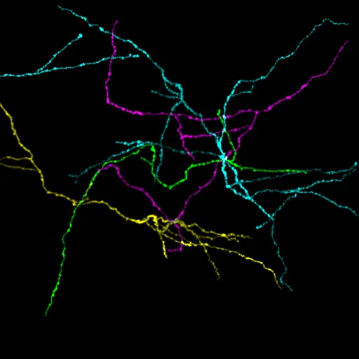 mouse-cortex-live_axons1.jpg