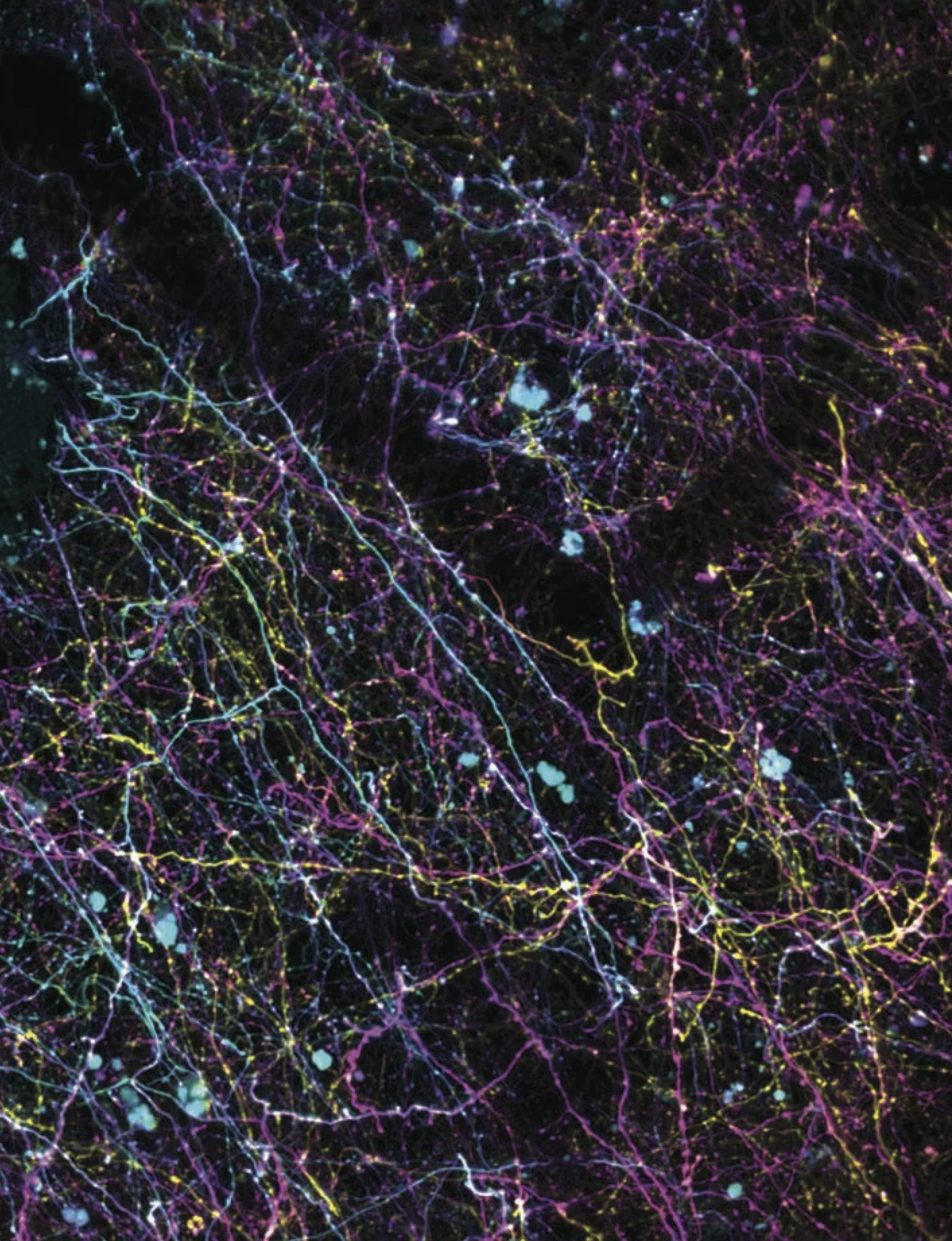 CERCOR-27-5-Cover copy.jpg