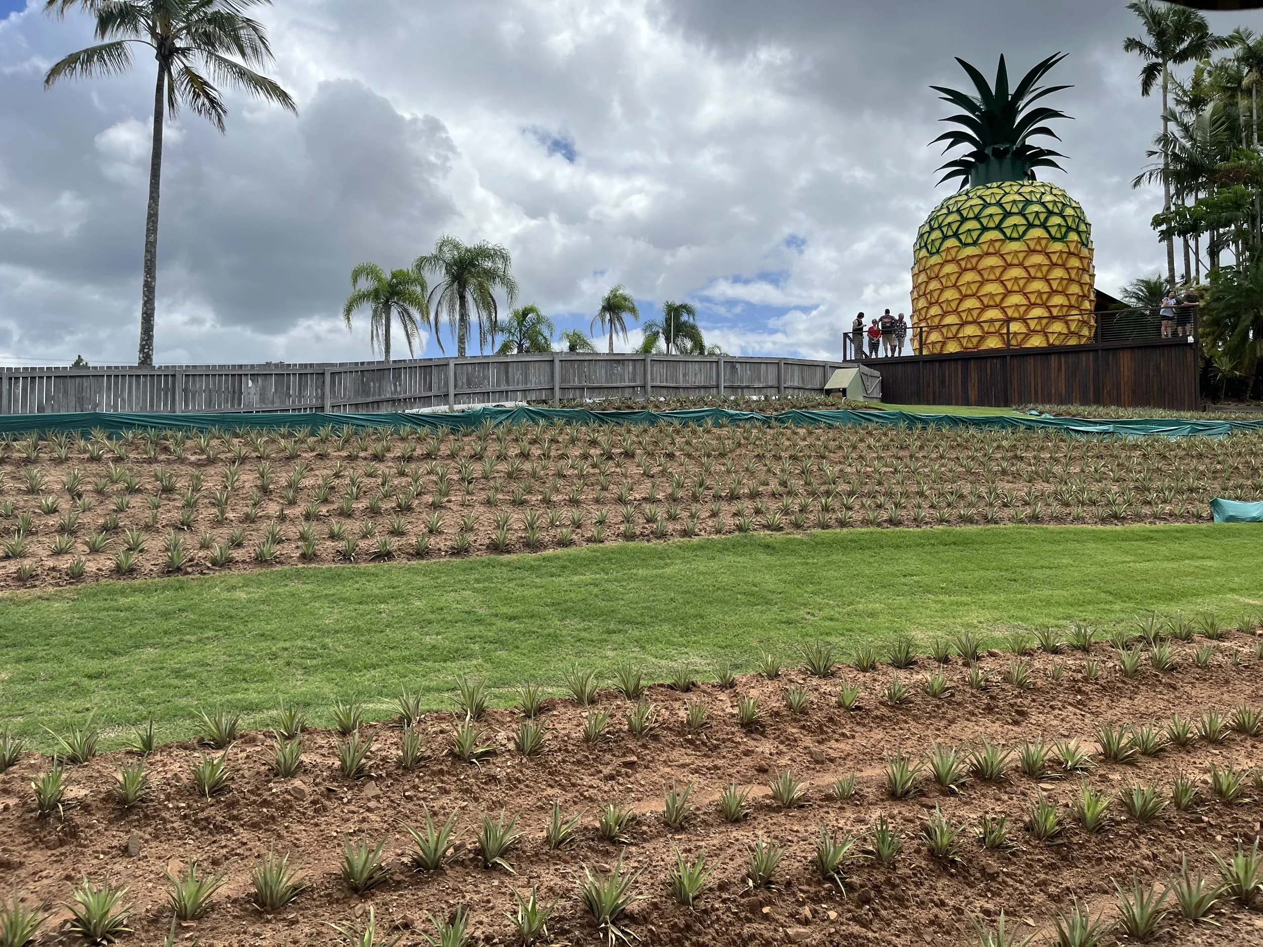 21. Stand tall like a Pineapple (Copy)