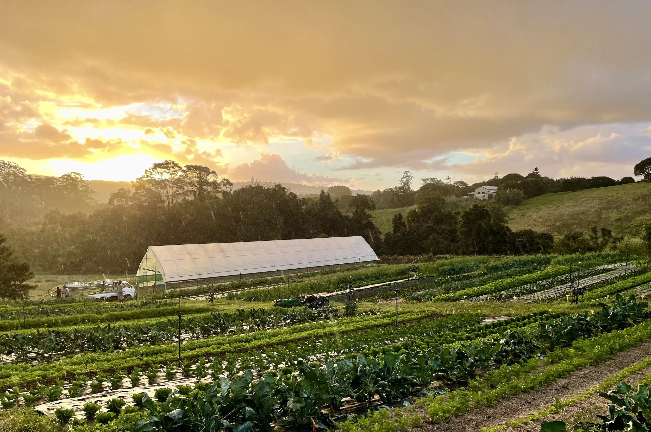38. Working in gentle afternoon showers (Copy)