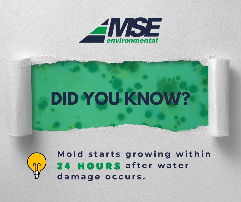 Did you know? Mold can start growing within 24 hours after water damage occurs! 😱 Don't let water damage turn into a mold nightmare. Act fast and stay protected.

Contact MSE Environmental today for help and advice on water damage issues!

#MSEenvir