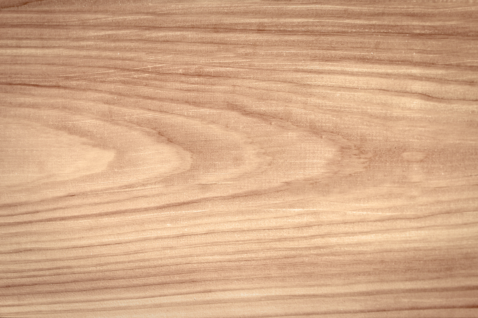 douglas fir.png