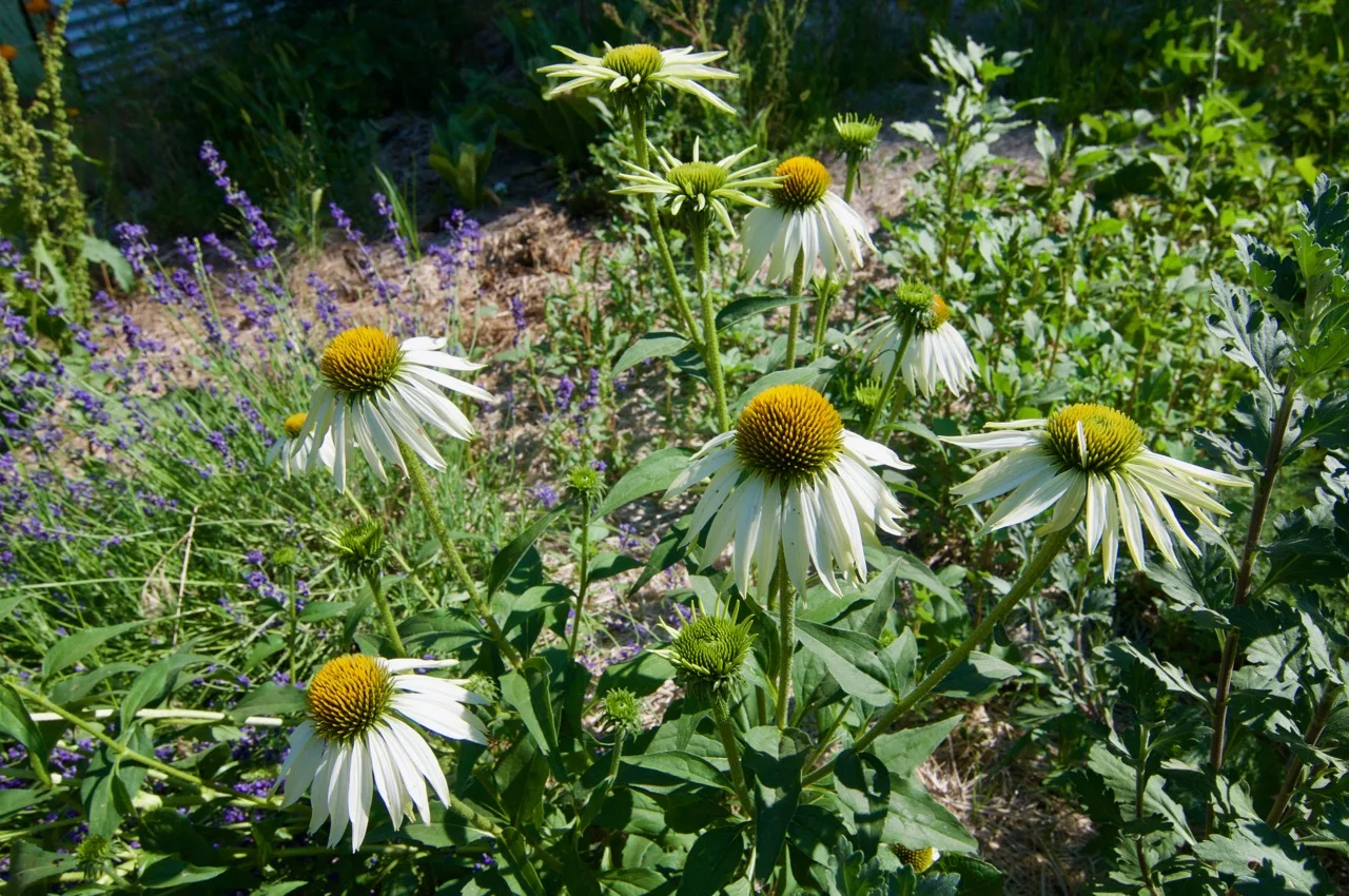 DSC_5499.jpg
