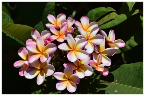 Pink and Yellow Plumeria.JPG