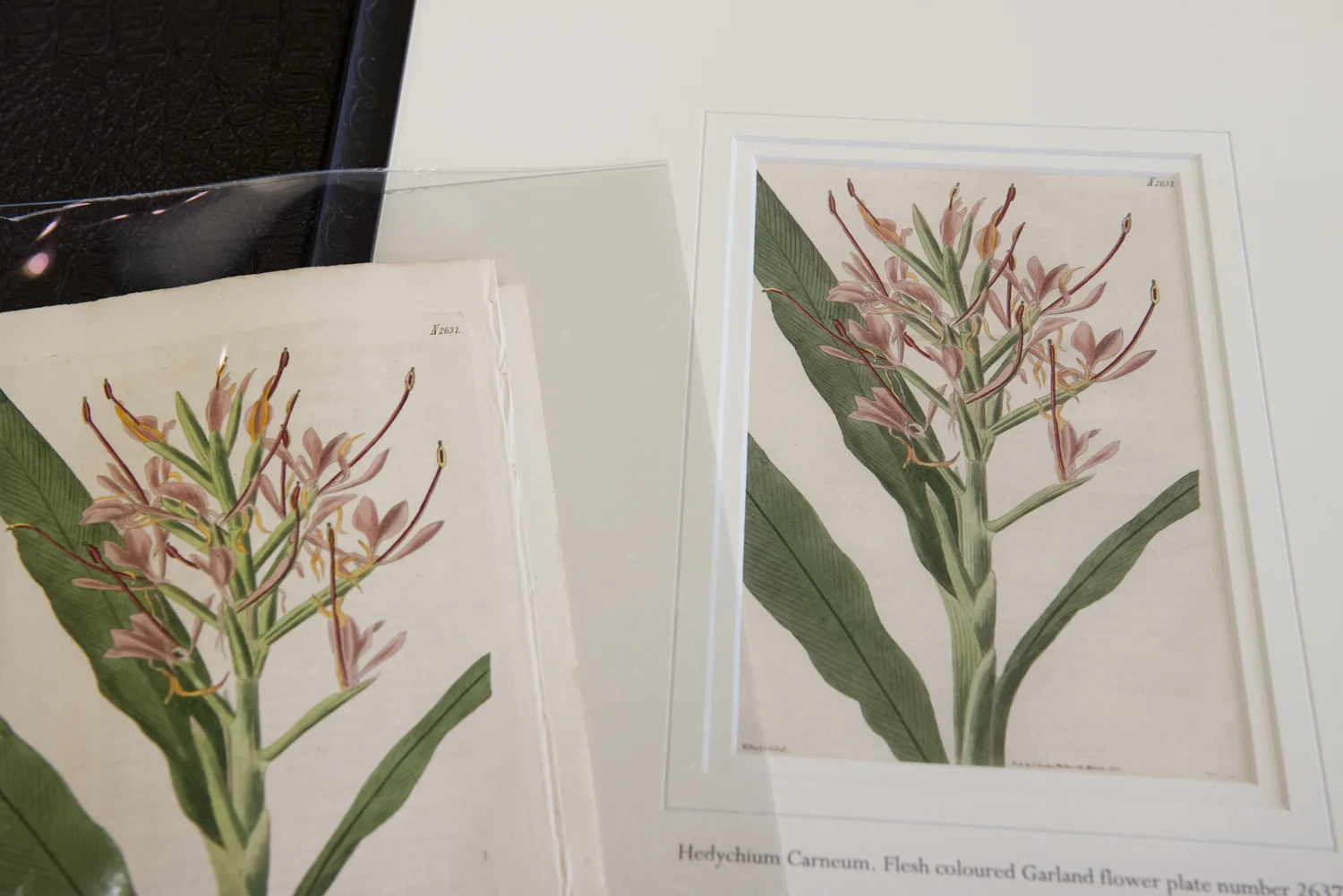 botanical-illustration-restoration-melbourne.jpg