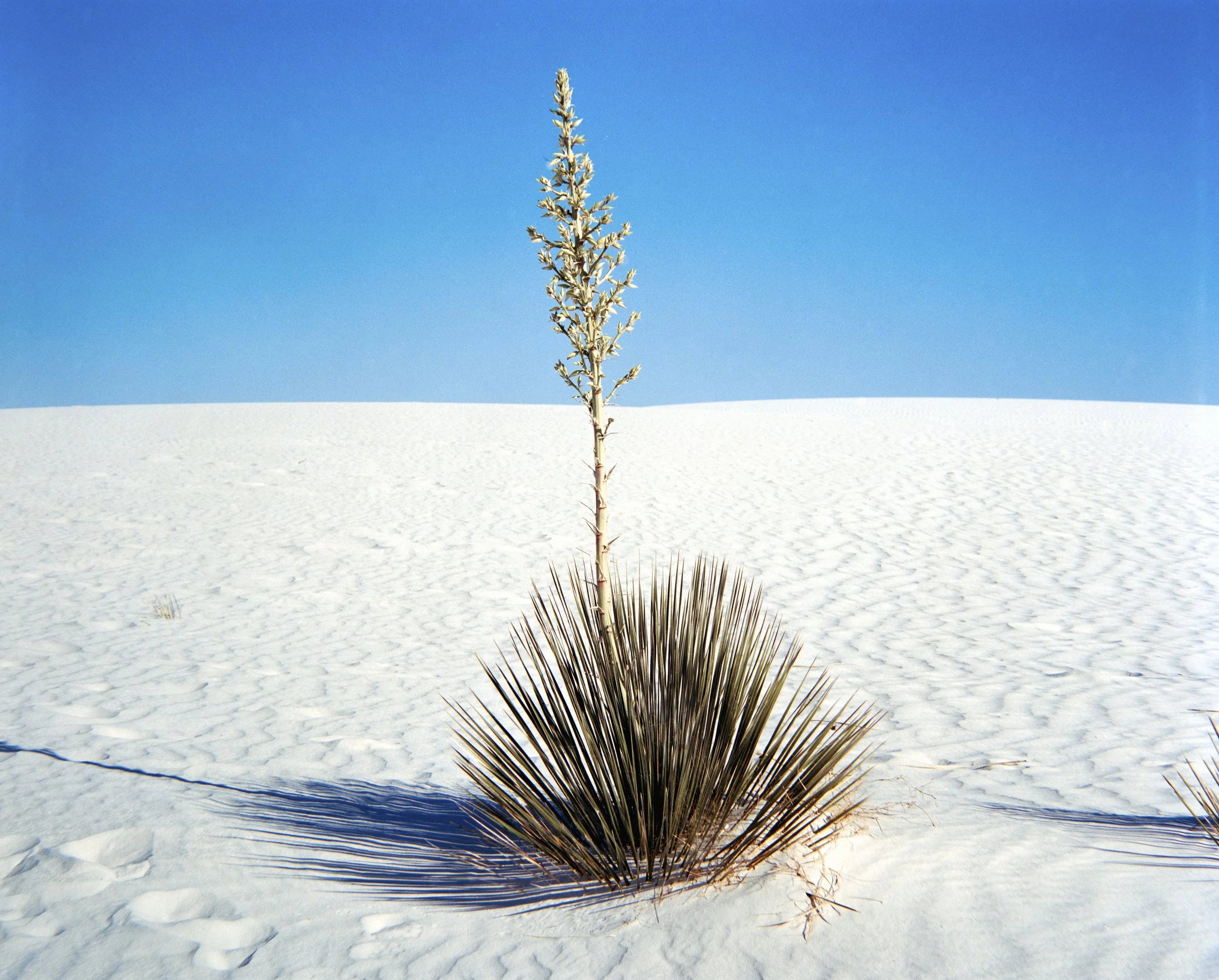 Road trip scans Medium format-347-positive.jpg