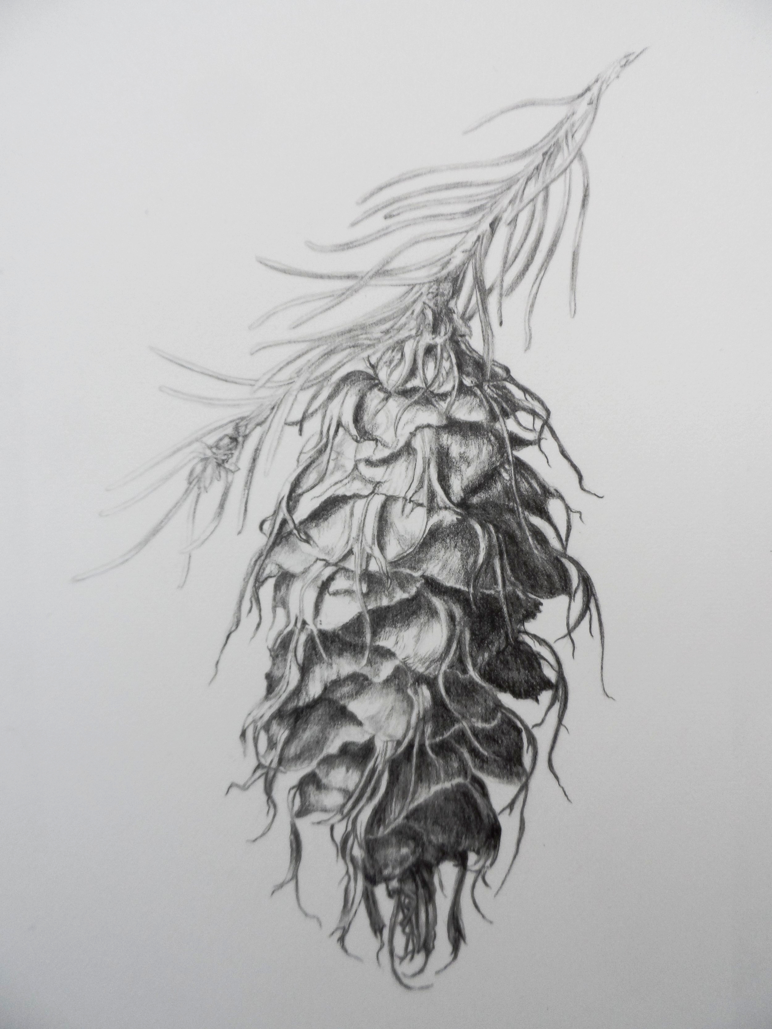 Drawing of Pseudotsuga menziesii