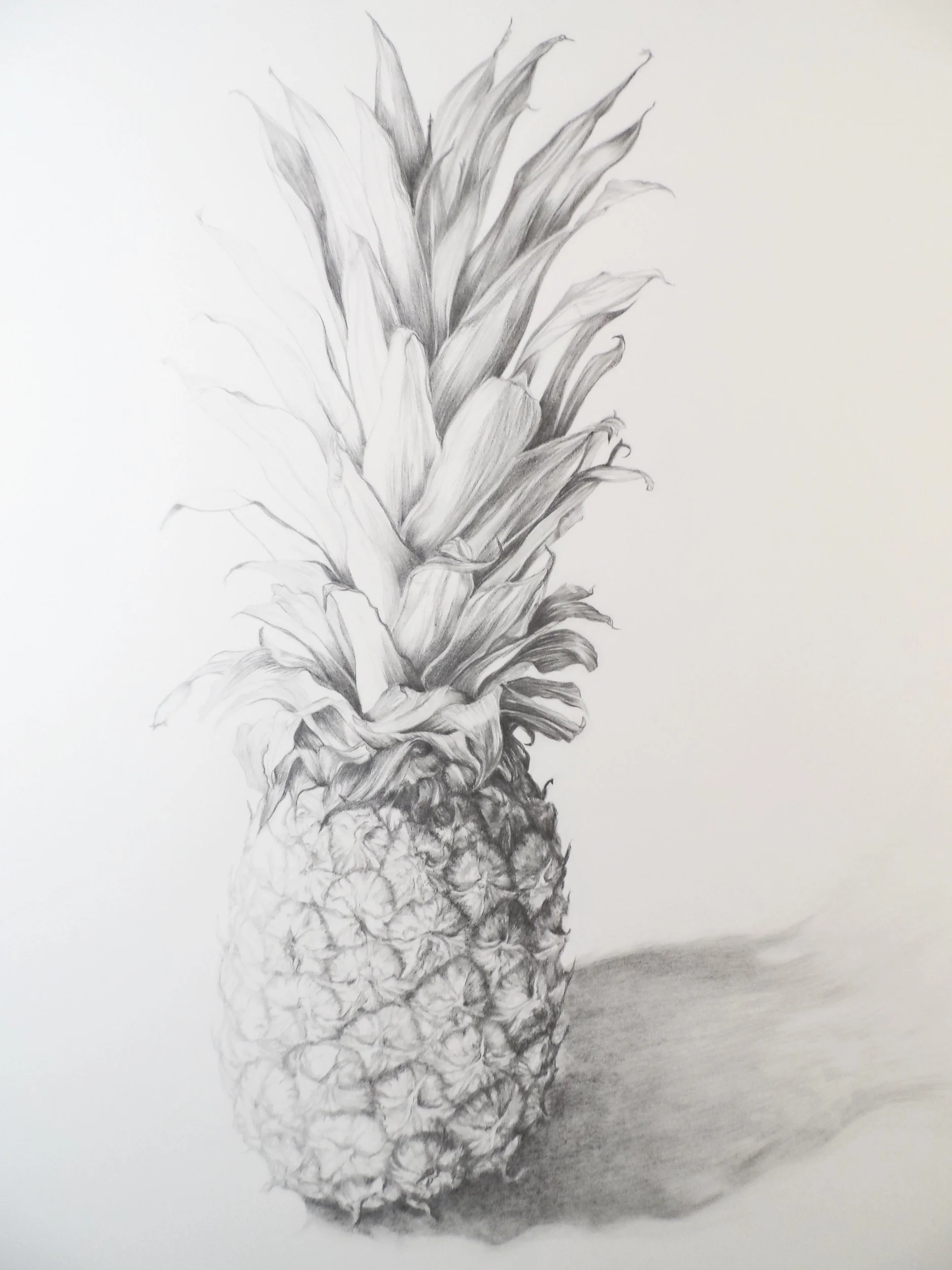 Drawing of Ananas comosus