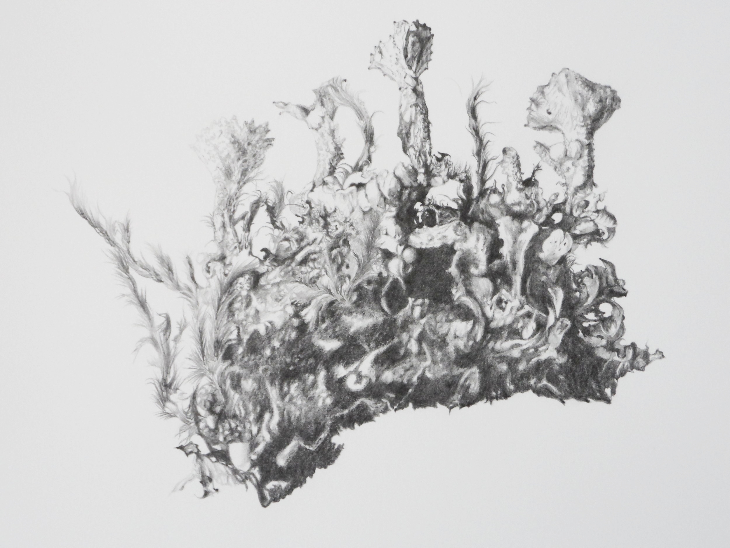 Tonal Study of Cladonia chlorophaea