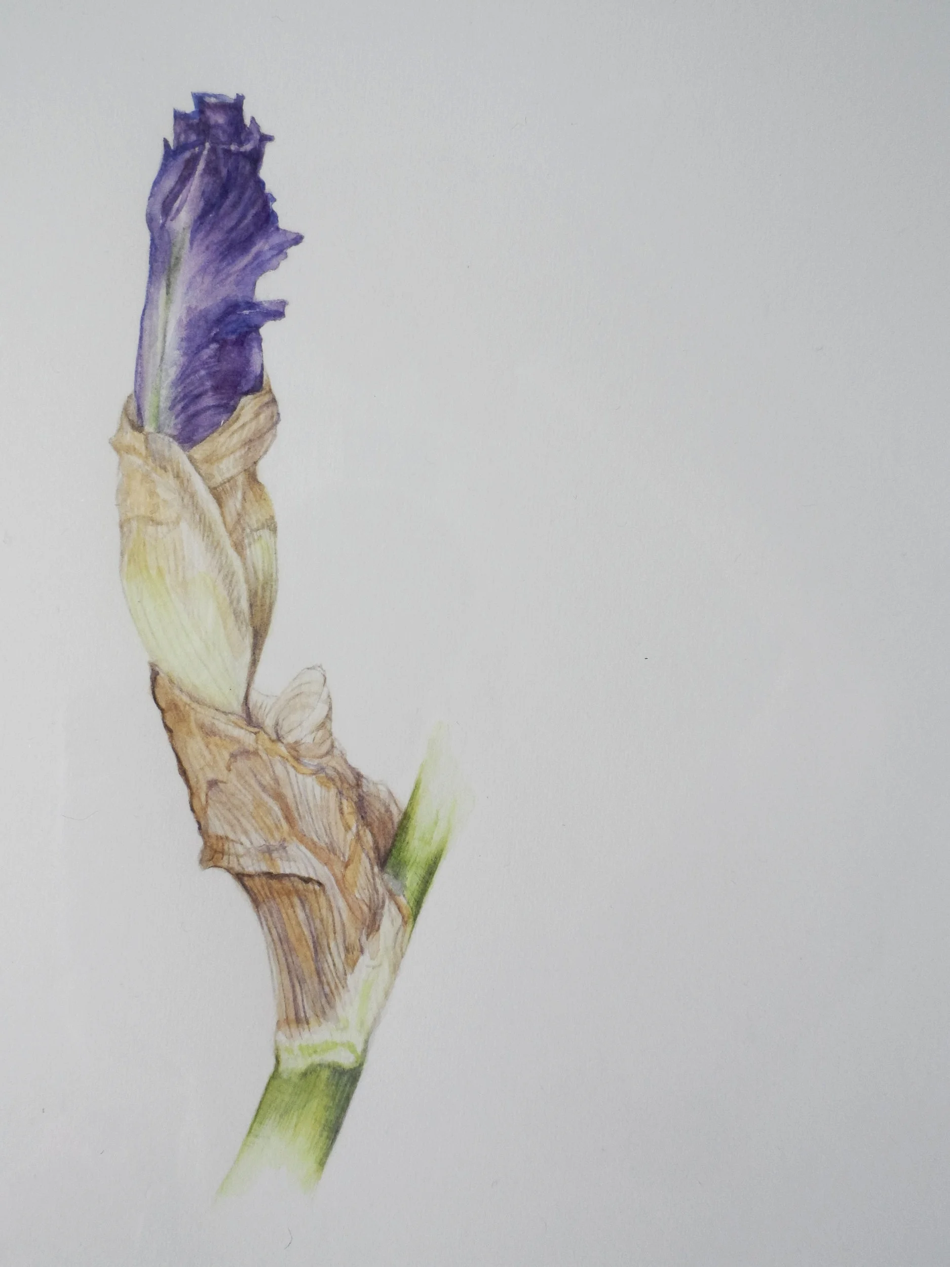 Iris bud