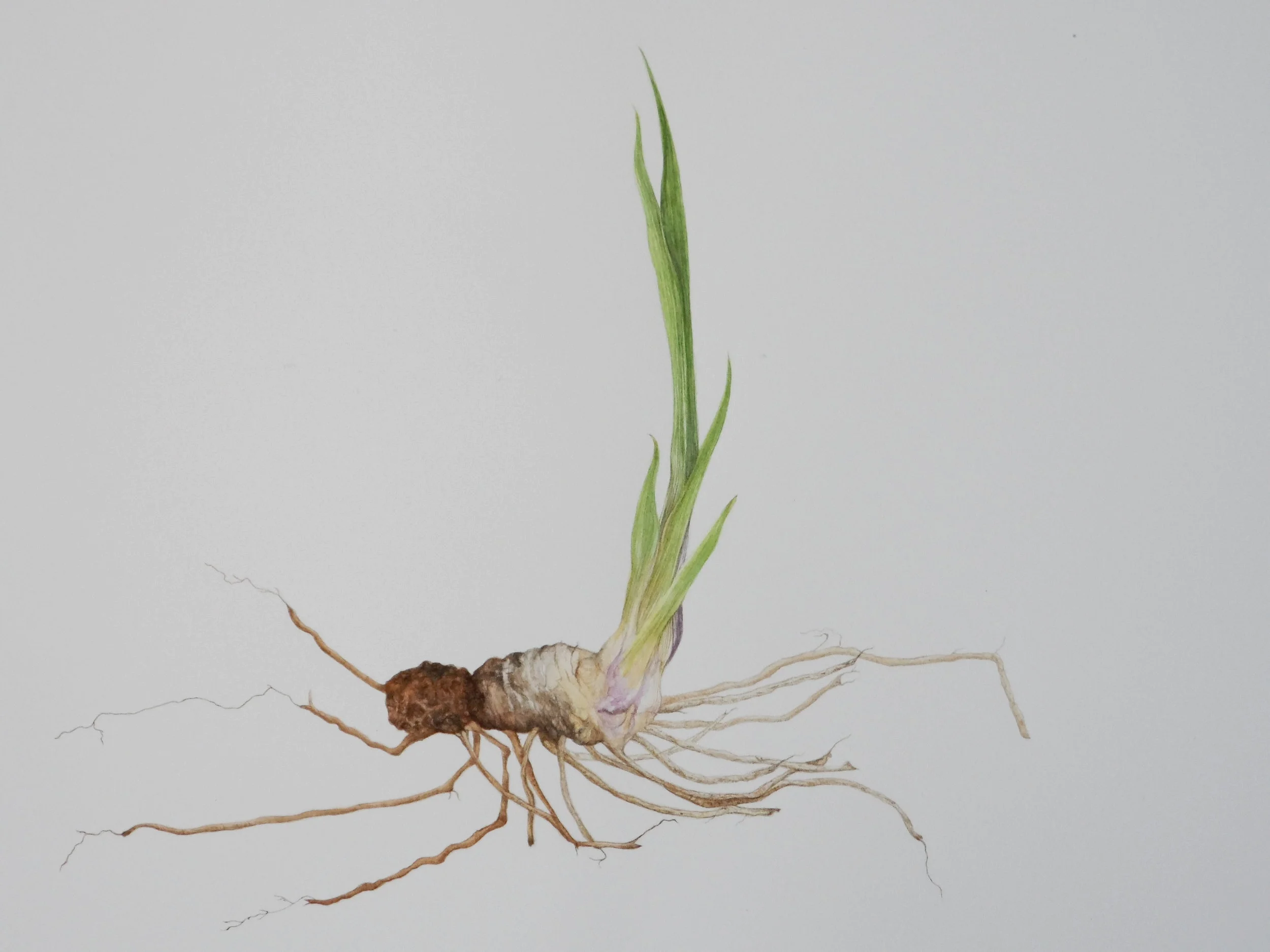 Iris Rhizome