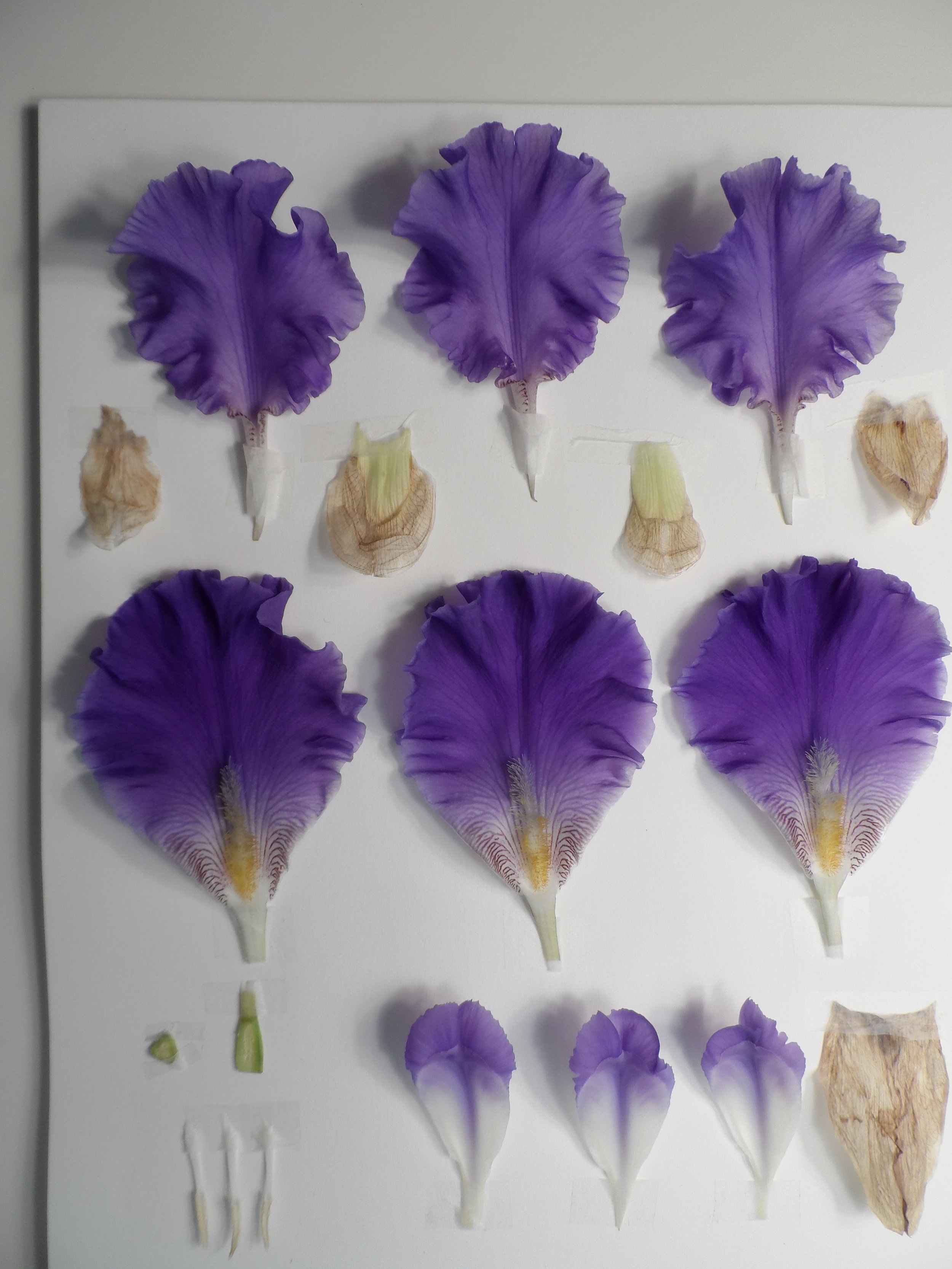 Dissection of an Iris