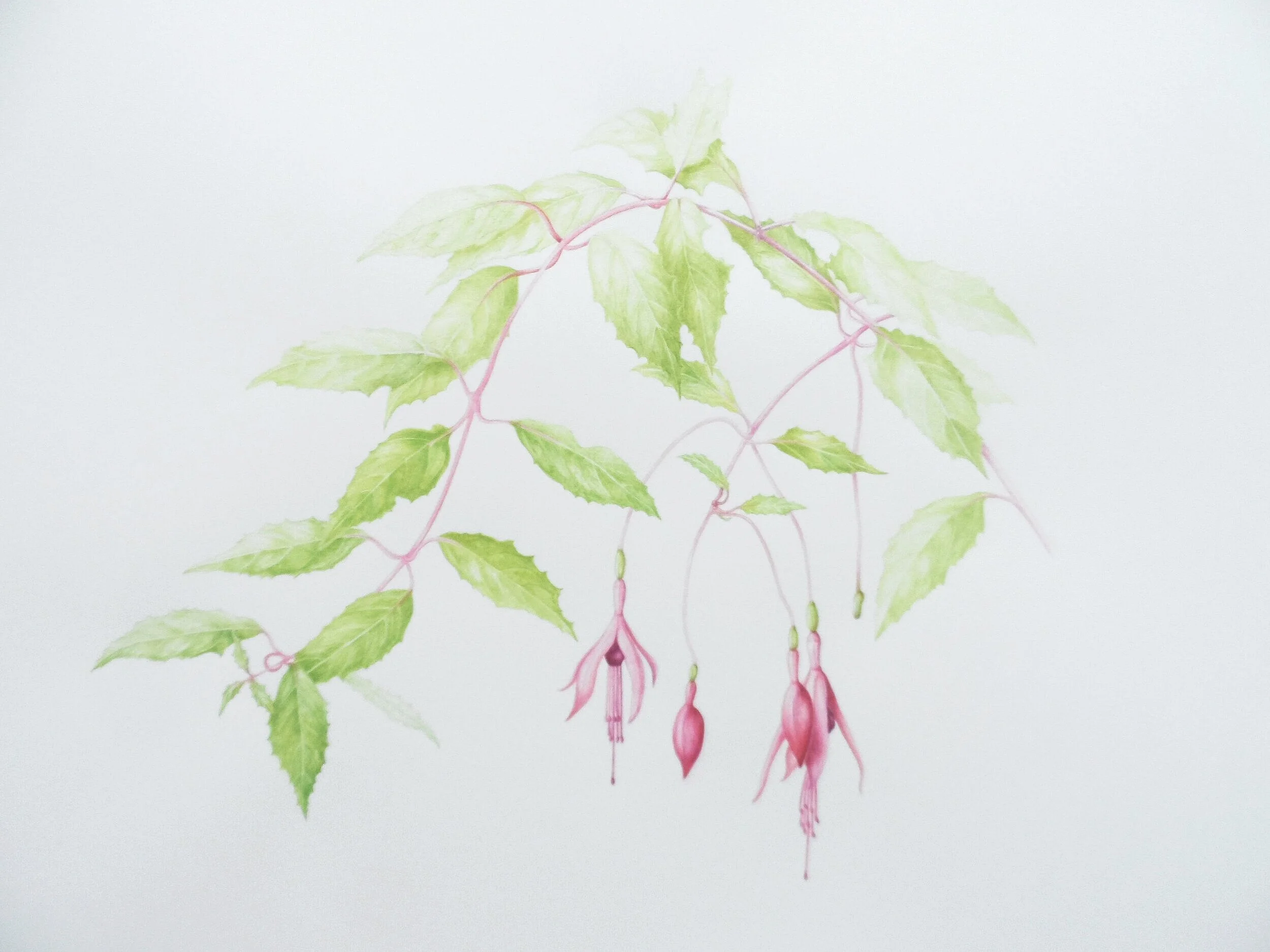 Fuchsia magellanica