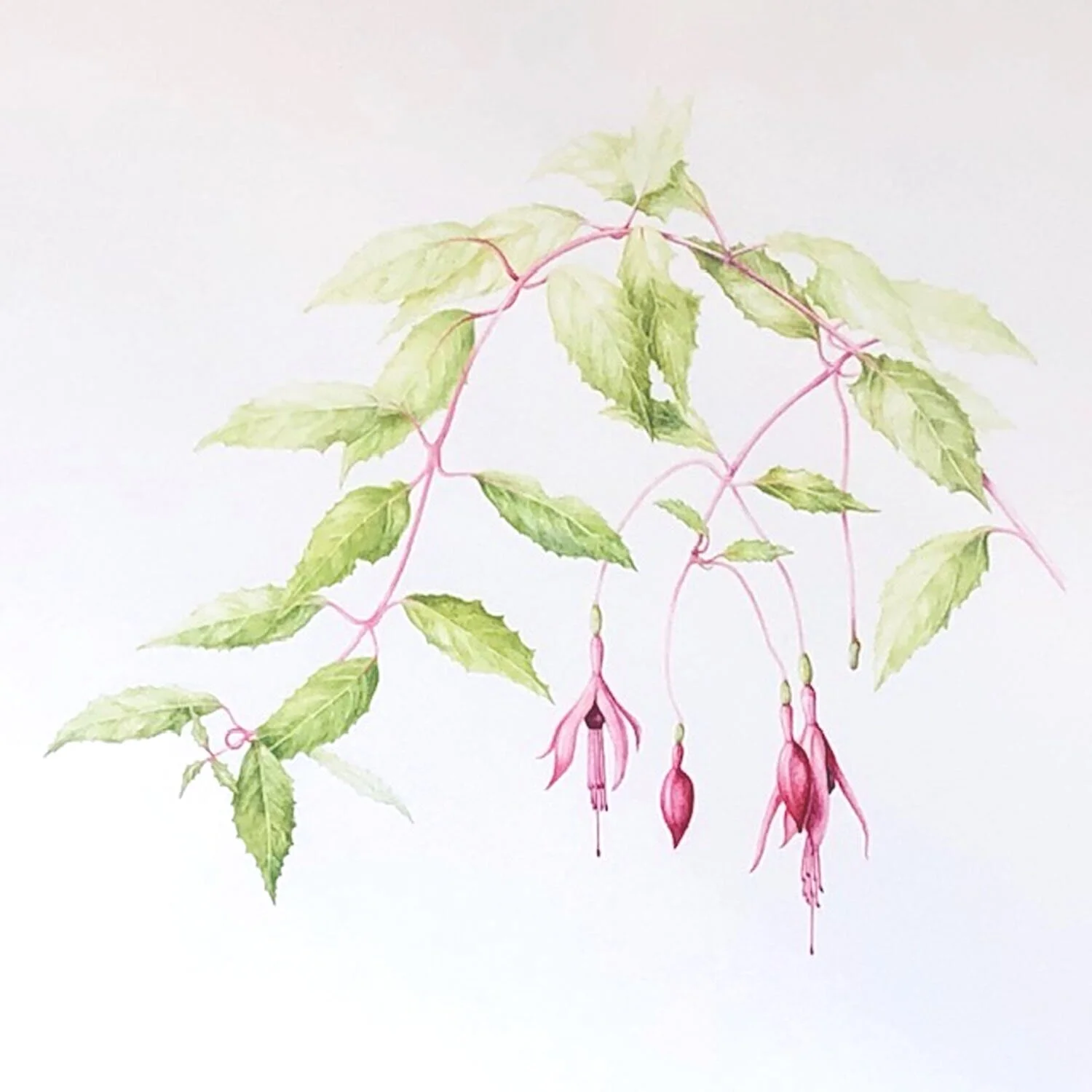 Fuchsia magellanica 2