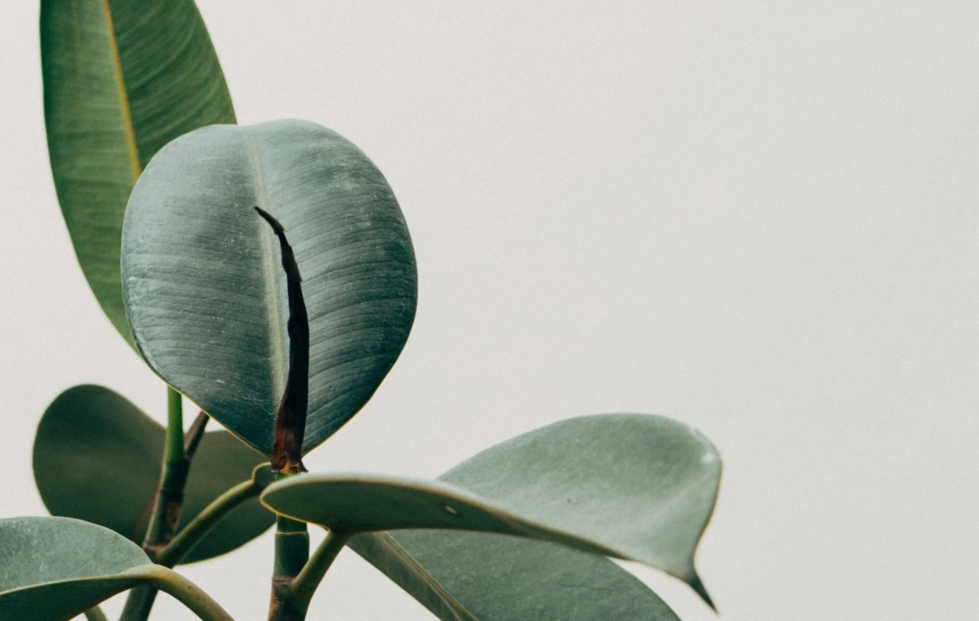 pexels-scott-webb-1048035.jpg