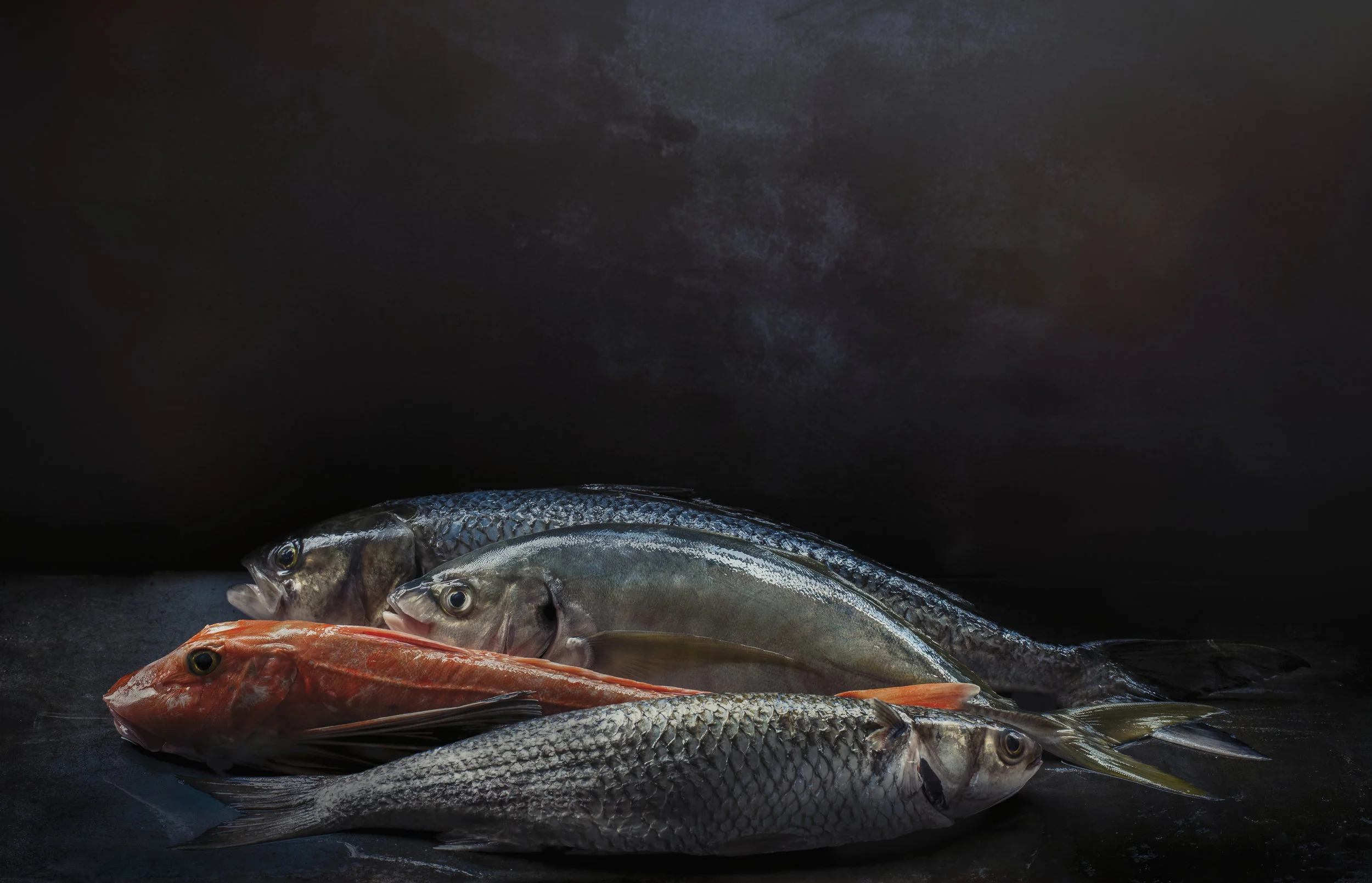 Fish-6_1_1.jpg