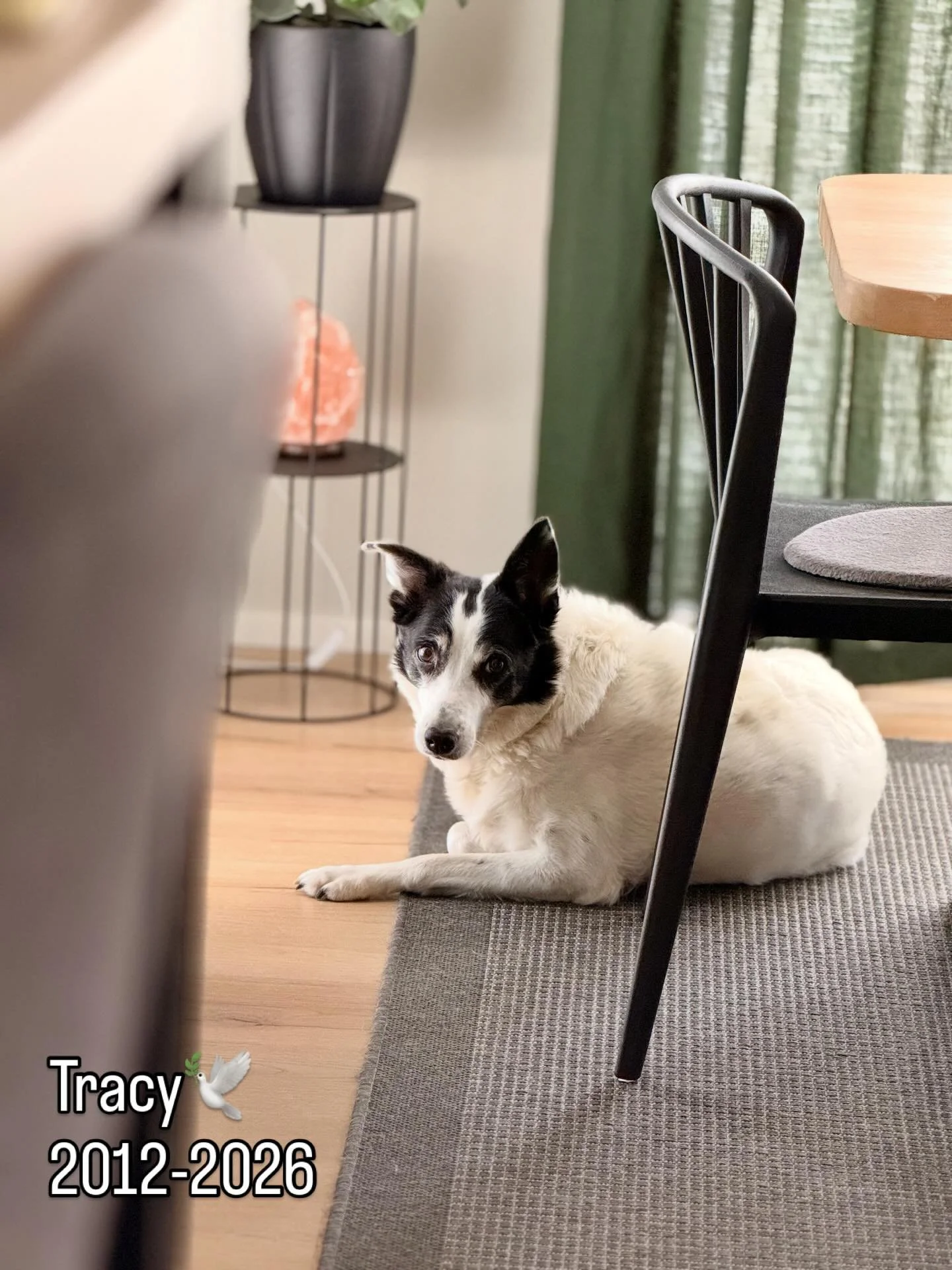 V&aring;r fina Tracy somnade idag in❤️🕊️
Ih&aring;gkommen med v&auml;rme, hon som sett och varit med om det mesta. Hon som g&aring;ng p&aring; g&aring;ng har anpassat sig till en ny verklighet d&aring; m&auml;nniskorna omkrings vardag och liv har &a