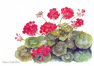 Geraniums.jpg