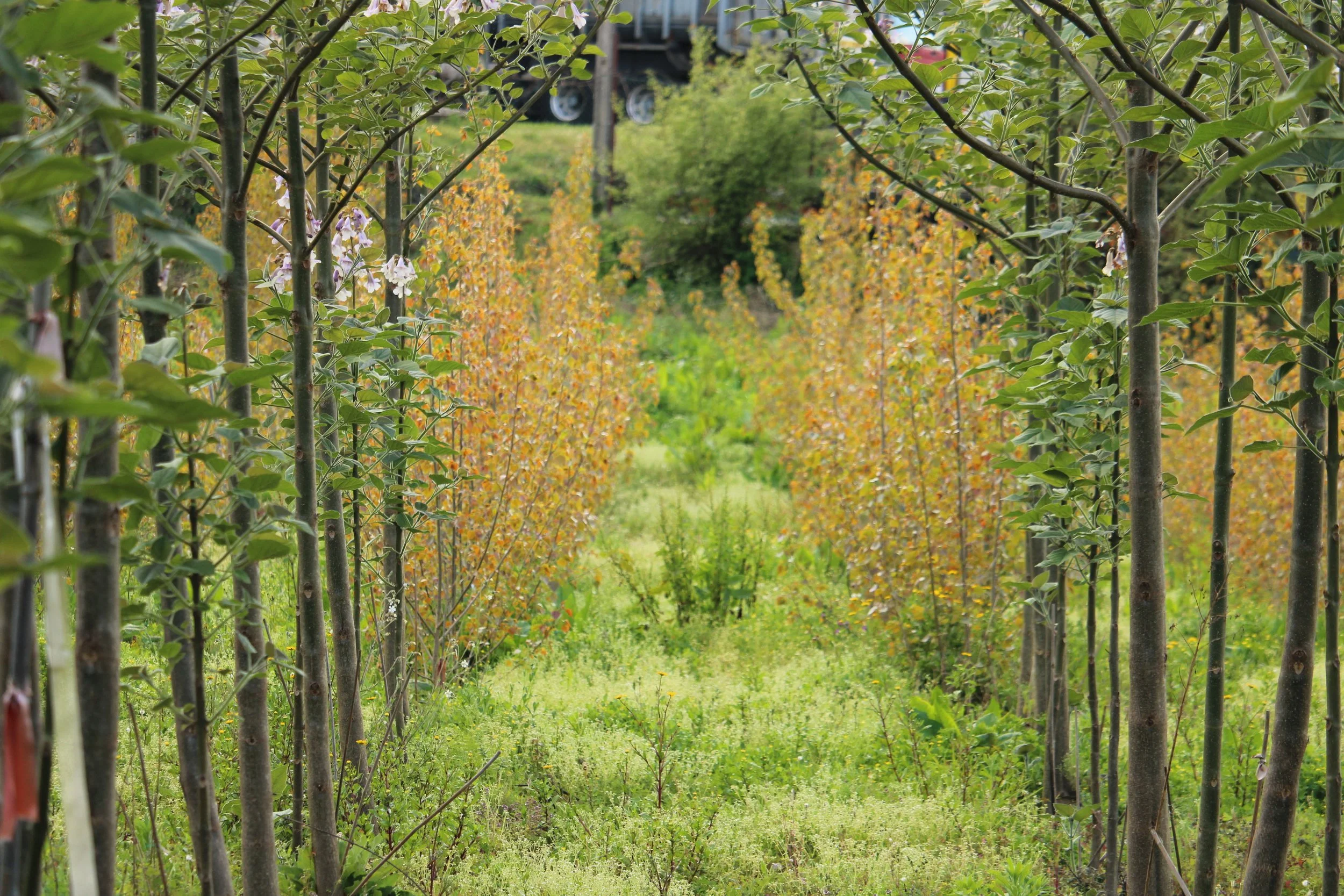  Parceiros: Universidade Católica de Biotecnologia do Porto - Escola Superior de Biotecnologia, Instituto Nacional de Investigação Agrícola e Veterinária, Forestis - Associação Florestal de Portugal, Fenalac - Federação Nacional de Cooperativas e Pro