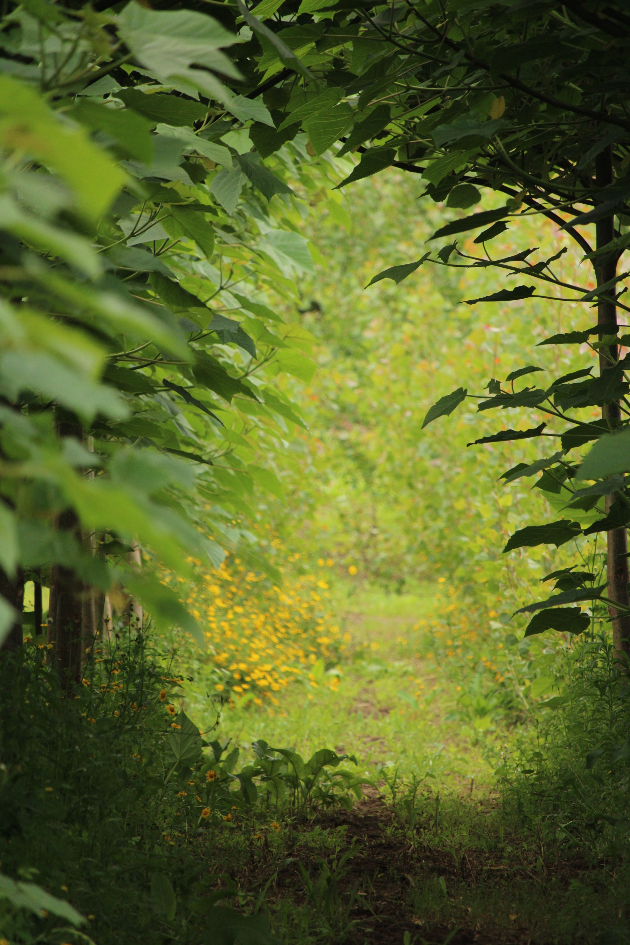 BIOCHORUME 2016-2021