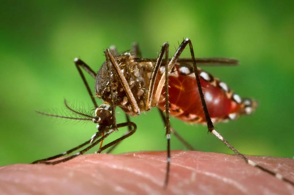 Dengue in the Philippines
