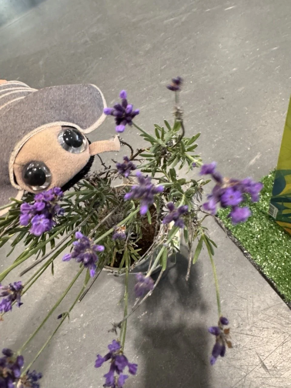 🪲 Warum wilde Wiesen wichtig sind! 🐜