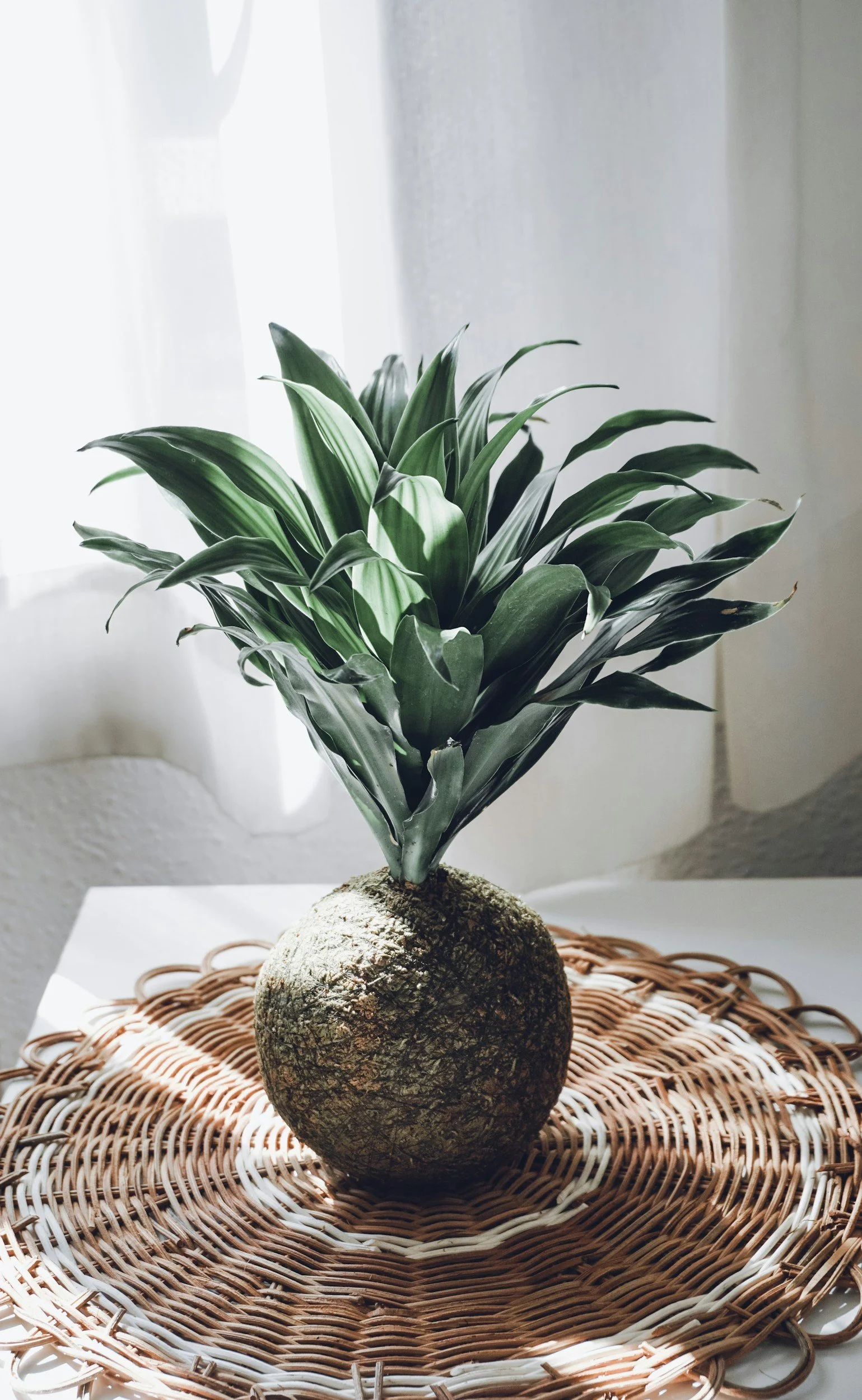 Mother's Day Kokedama Workshop - Create a Living Sculpture