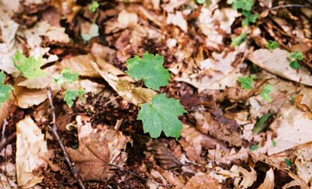 Sugar-maple-seedlings-in-a-reference-plot.png