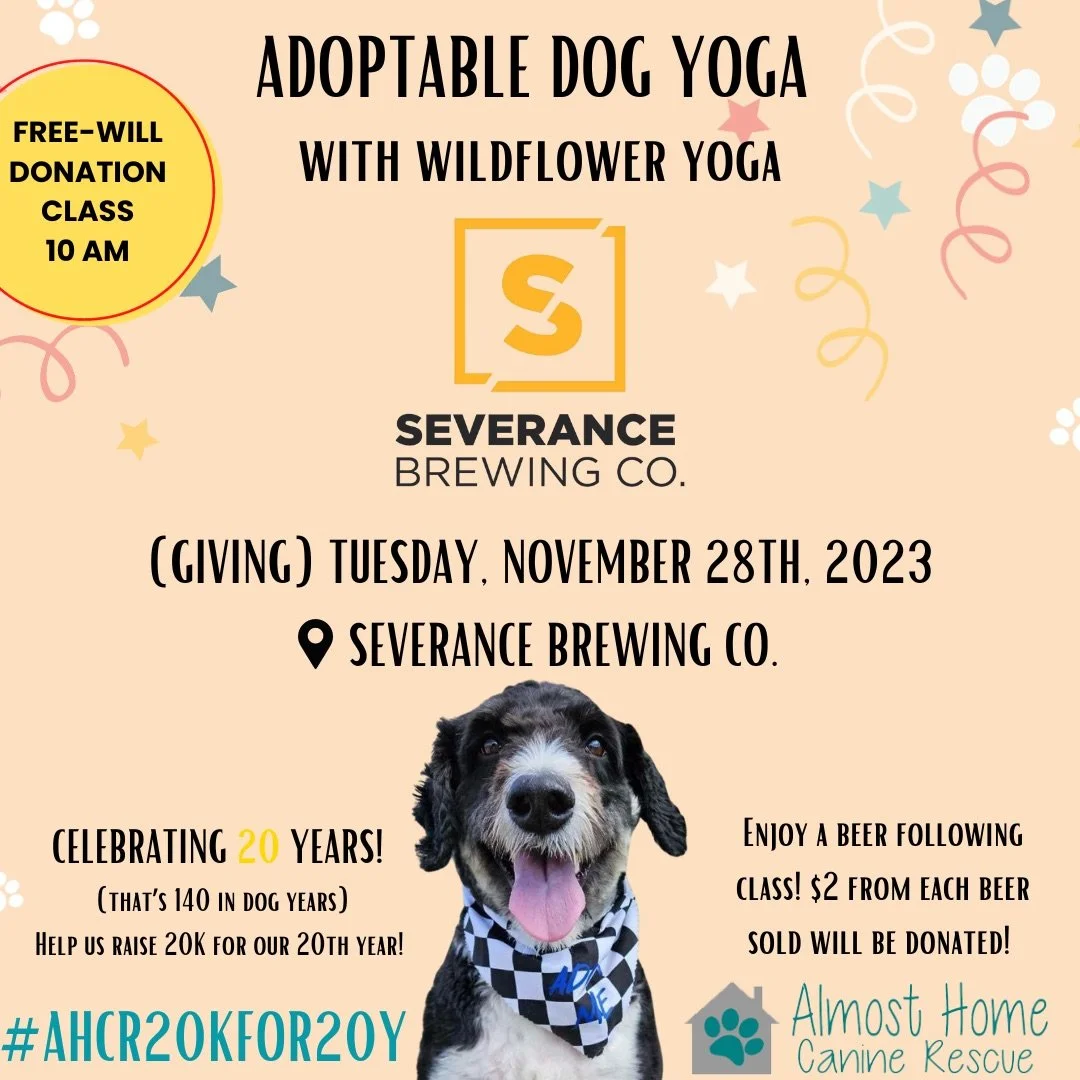 Adoptable Dog Yoga 