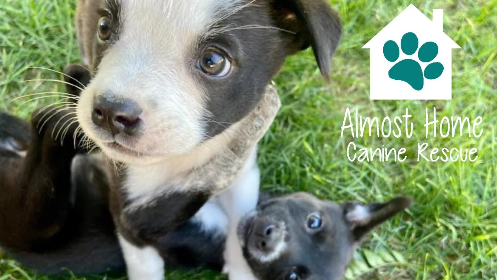 Almost Home Canine Rescue: Volunteer Appreciation Event