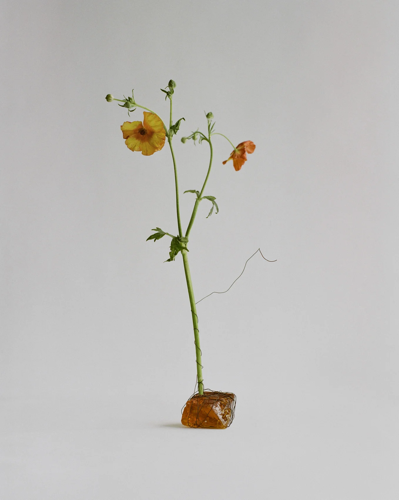 Photography Max Cornwall