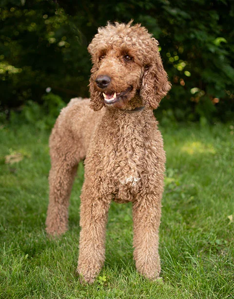 wheaten poodle mix puppies