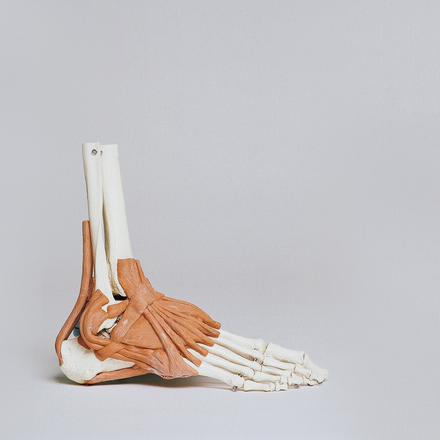 foot muscle.jpg