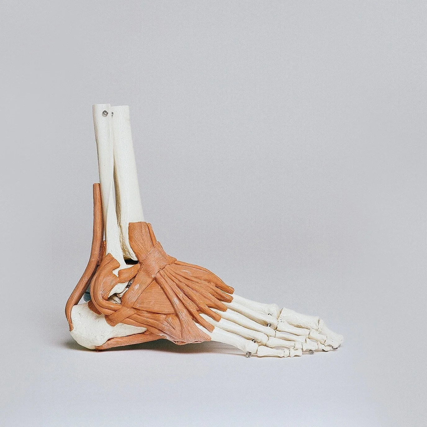 foot muscle.jpg