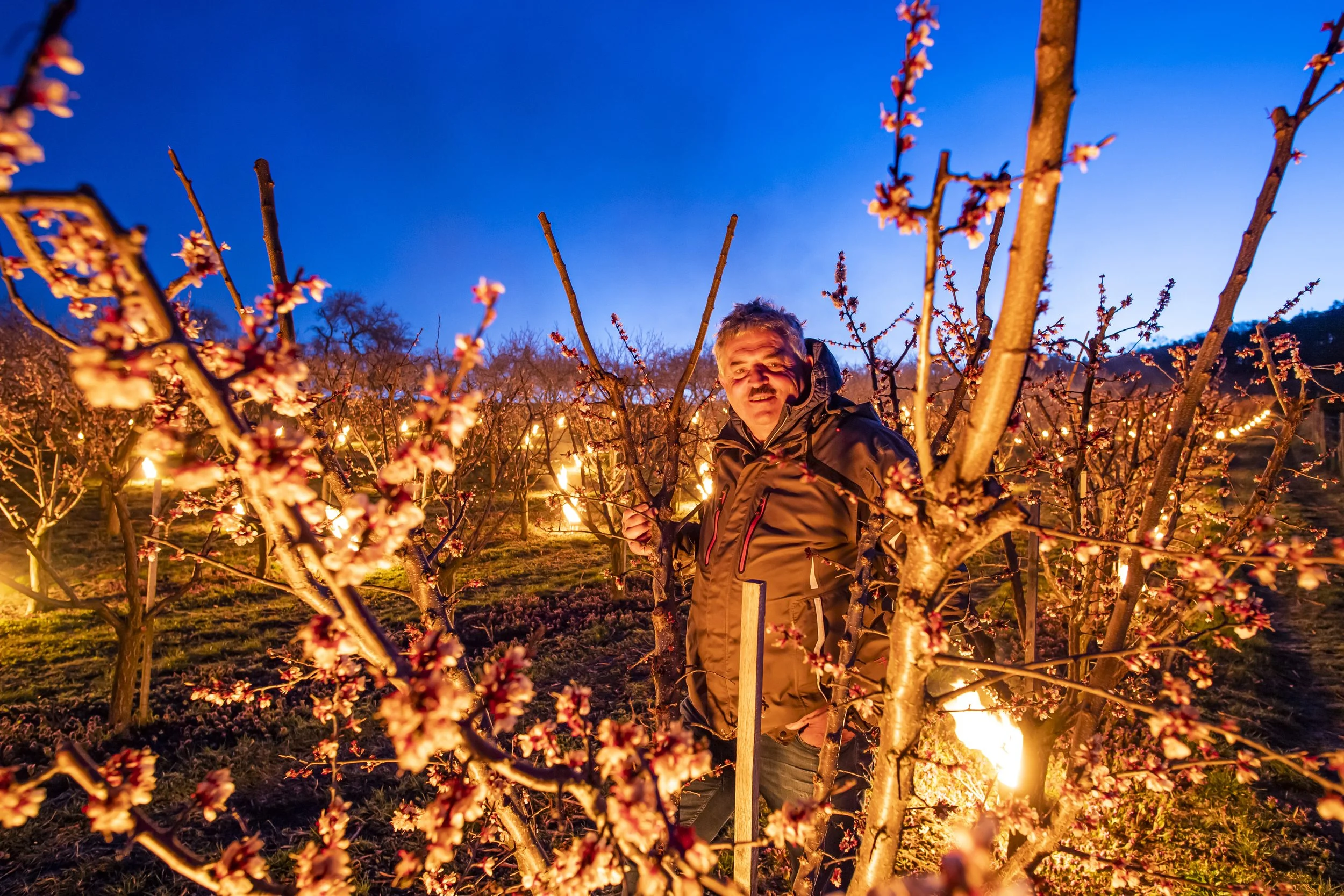 Sepp schützt seine Marillen vor dem Frost
