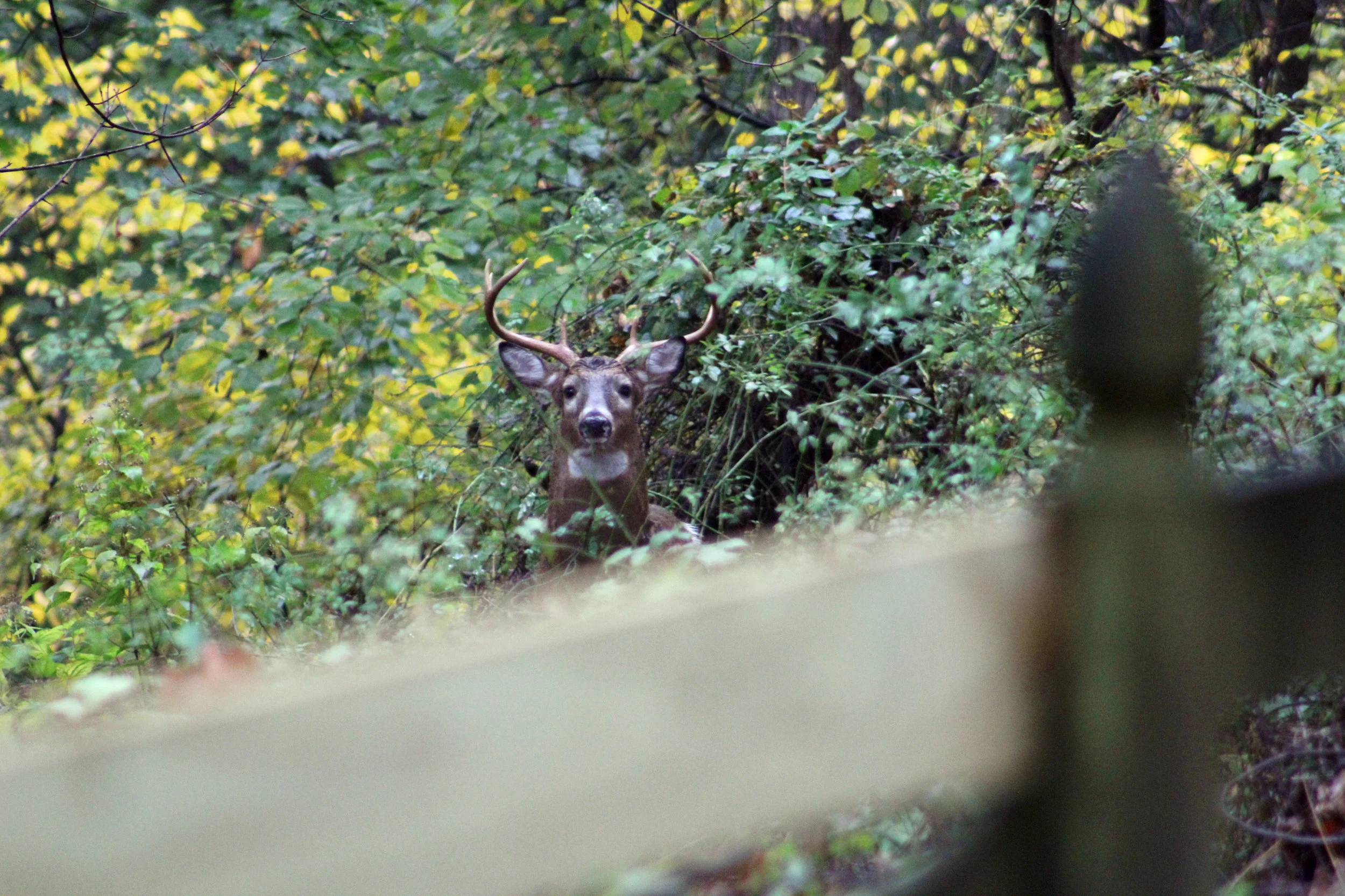 Buck