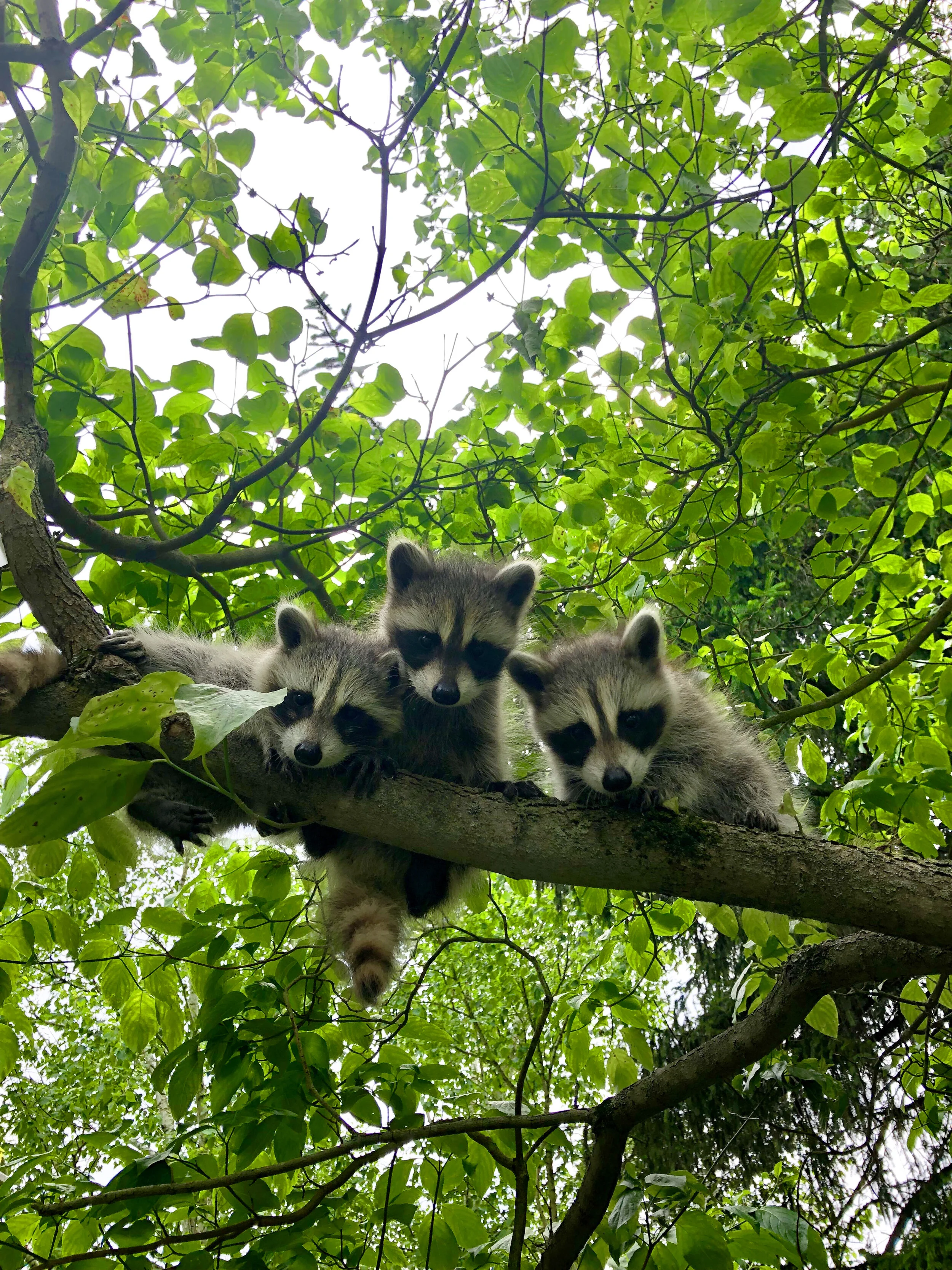 babies.jpg