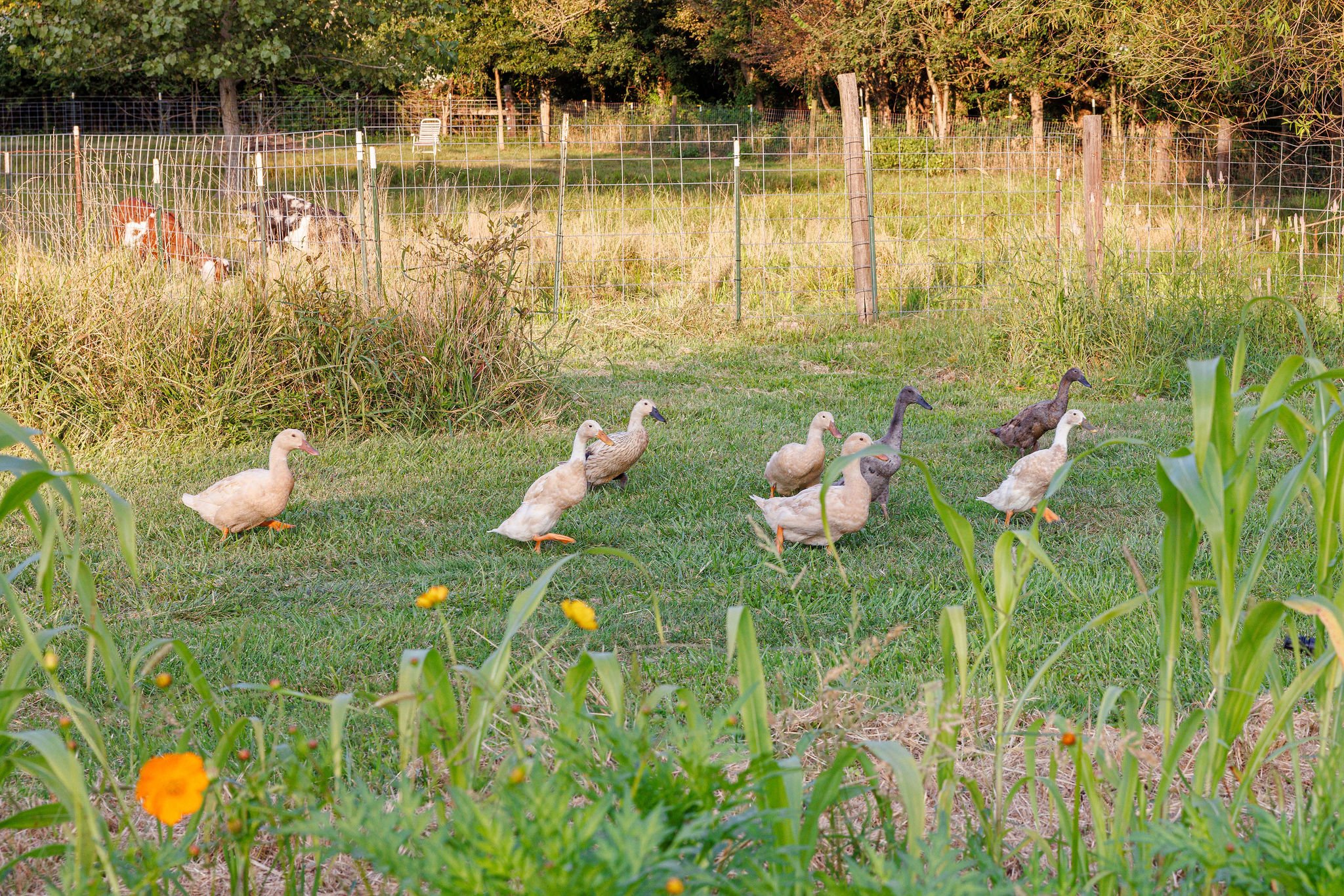 ducks in the fall field.jpg
