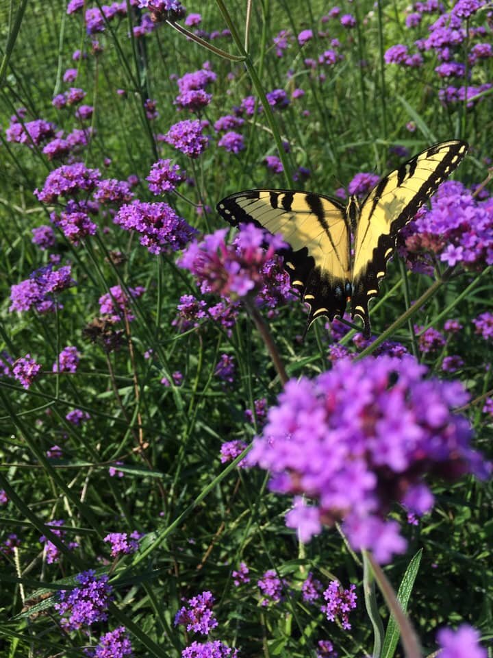 verbena and the butterfly.jpg