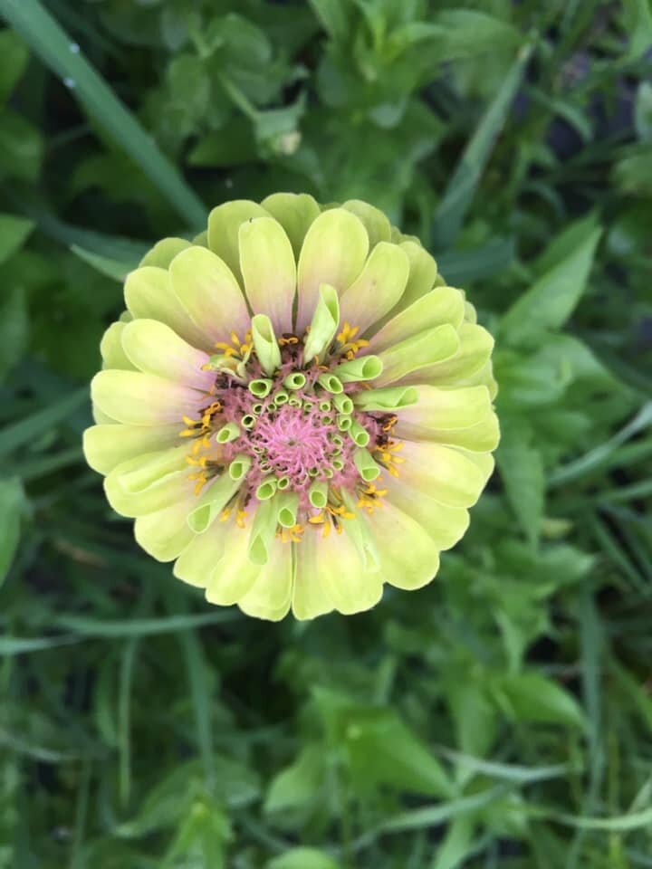 a zinnia.jpg