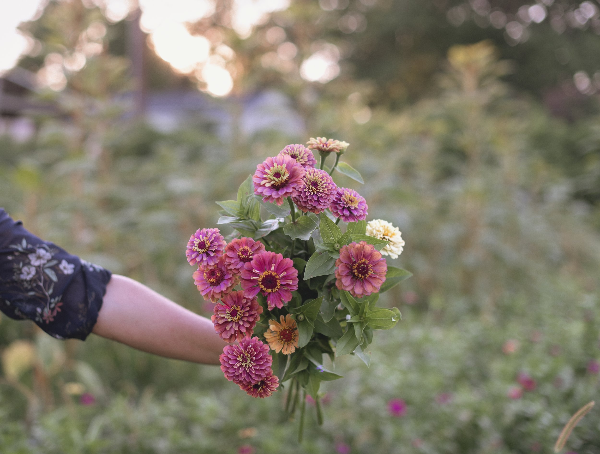 arm holding red zinnias.jpg