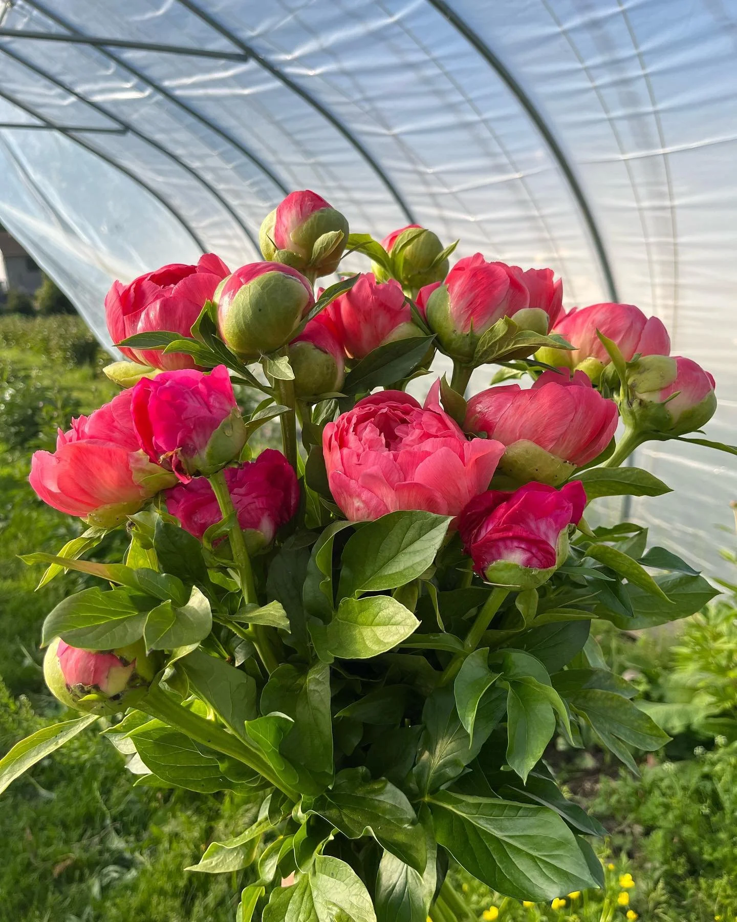 beuatiful coral charm.jpg