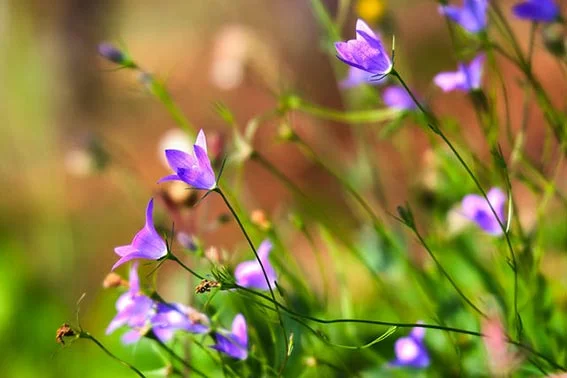 seth-verlag-bilder-blumenmedi4.jpg