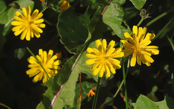 seth-verlag-bilder-blumenmedi10.jpg