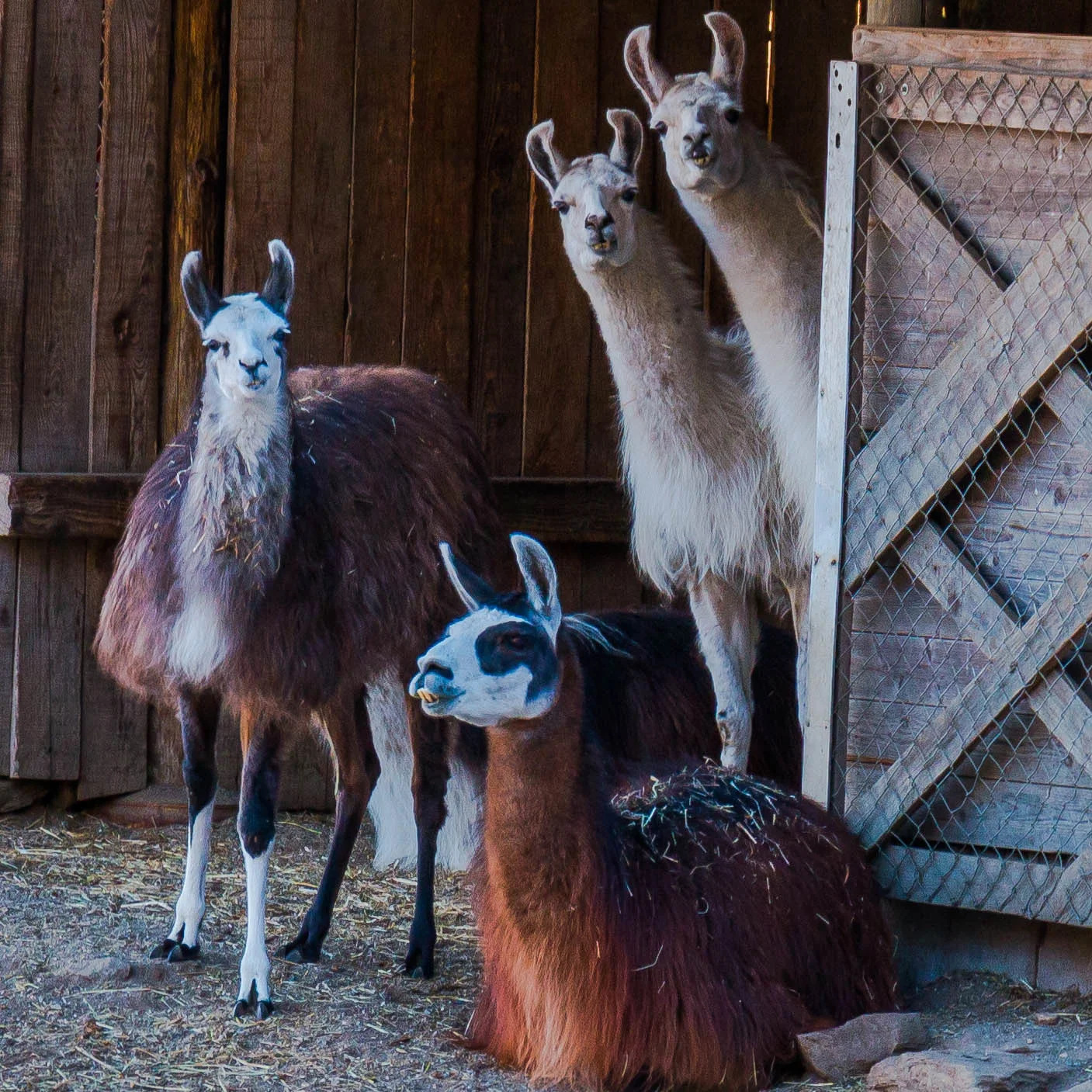 seth-verlag-lama-ticino-community.jpg