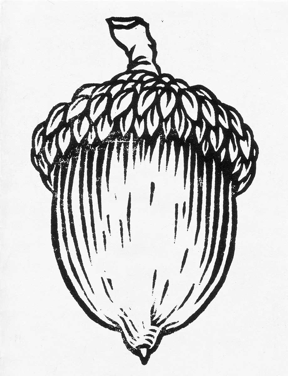 ACORN.JPG
