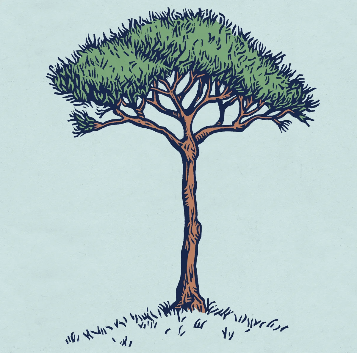 HUFF_STATIONSTAMP1_PINUS_PINEA_A_COLOR.JPG