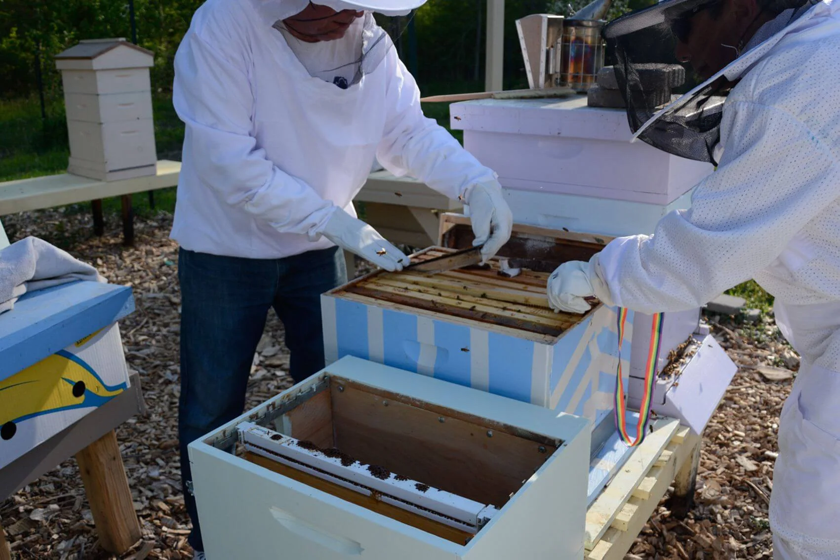 Hive Shot for Website (1).jpg