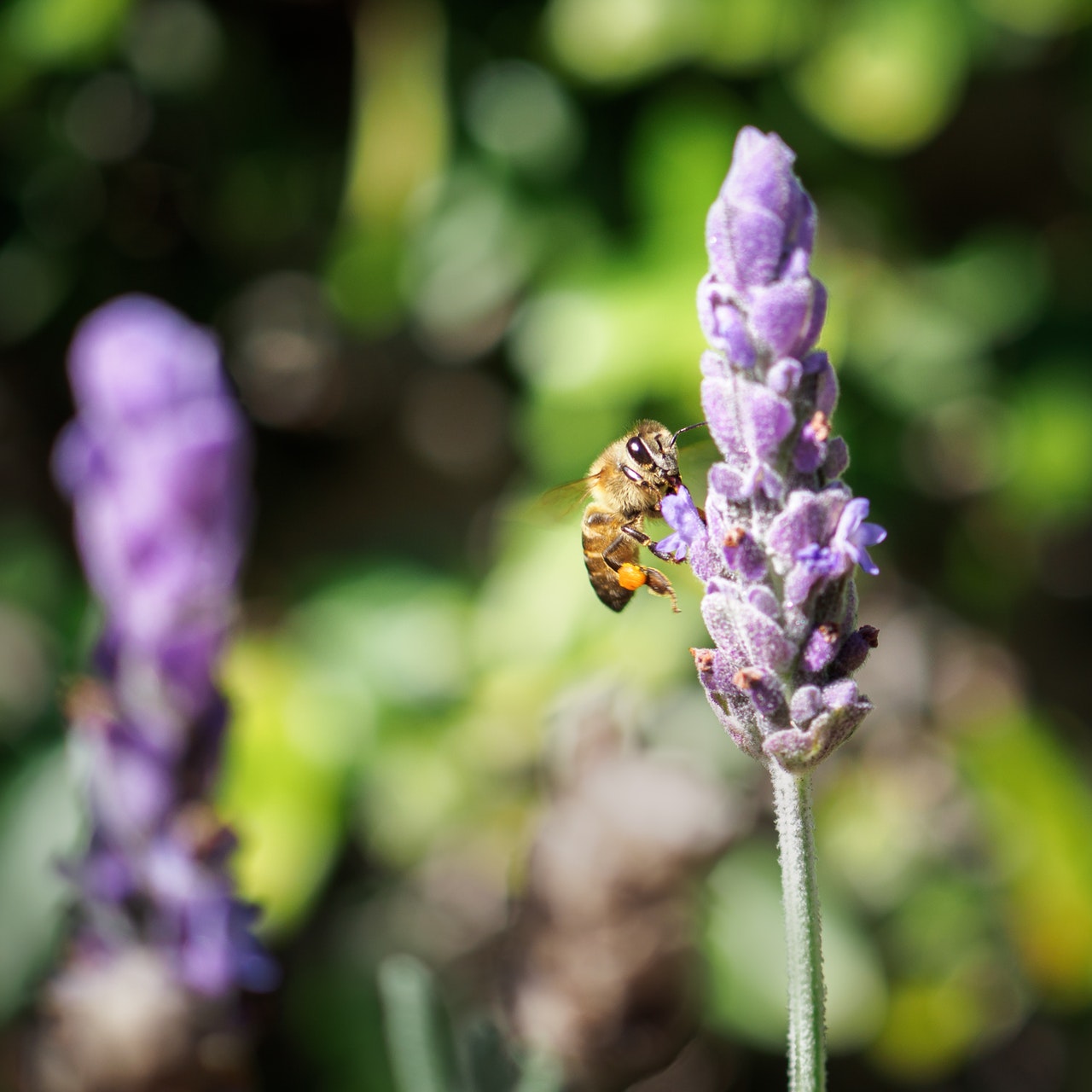 _DSC5505a.jpg